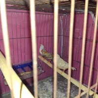 فنچ مولد دو ماده یه نر|پرنده|خان ببین, |دیوار