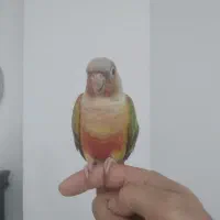 گرینچیک دستی و خانگی|پرنده|کرج, کوی امامیه|دیوار