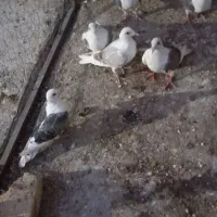 کبوتر