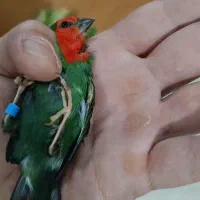 فنچ خاص
