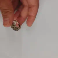 بدلیجات|بدلیجات|تربت جام, فاز ۳ فرهنگیان|دیوار