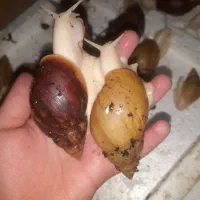 کلاژن حلزون