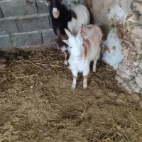 دو تا بزغاله نر|حیوانات مزرعه|قرق, |دیوار