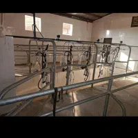 فروش گاوداری مجهز (قابل تهاتر)|فروش دفتر صنعتی، کشاورزی، تجاری|جوادآباد, |دیوار