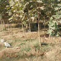 نهال چنار مشهد (.مقاوم ترین چنار .)|خدمات باغبانی و درختکاری|مشهد, نوید|دیوار