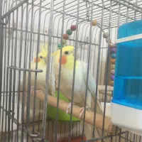 جفت عروس هلندی مولد