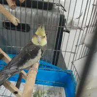 عروس هلندی نر