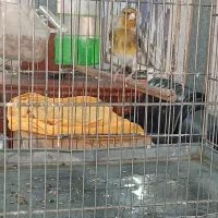 سه عدد سره قناری مست مست مست دهن سره|پرنده|کهریزک, |دیوار