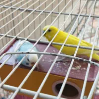 مرغ عشق با تمام وسایل