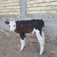 گوساله ماده سیمنتال