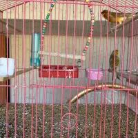 قناری مو چتری و ساده