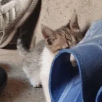 بچه گربه گوگولی