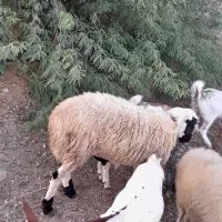 بره نر|حیوانات مزرعه|قلعه قاضی, |دیوار