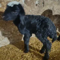 بره ماده افشاری یک‌روزه سالم