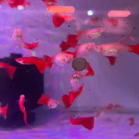 انواع ماهی آکواریومی گوپی وارداتی کمیاب|ماهی|شیراز, جانبازان|دیوار