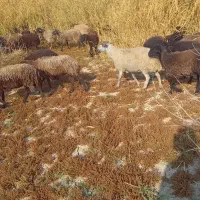 میش کشتاری  چاق|حیوانات مزرعه|کهریزک, |دیوار