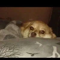 پامرین روباهی ماده|سگ|مسجد سلیمان, |دیوار