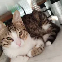 گربه شناسنامه دار 6 ماهه