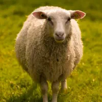 قصابی ماهر۲نفر