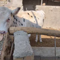 تلیسه پای کل