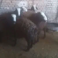 بره قوچ بفرش میرسد