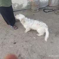 توله سگ پاکوتاه|سگ|شفت, |دیوار