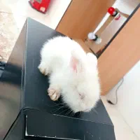 یک جفت خرگوش لوپ خیلی خوشگل|موش و خرگوش|کهک, |دیوار