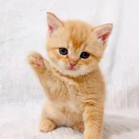 بریتیش و اسکاتیش های ( فنجونی )