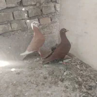 پلنگ زرد سرخ