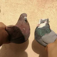 کفتر حسابی|پرنده|قم, باغ شریفی|دیوار