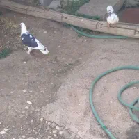 کبوتر دوکت