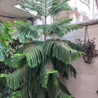 کاج مطبق سرحال