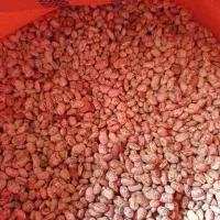 لوبیاچیتی کاشت امسال|عمدهفروشی|کبودرآهنگ, |دیوار