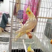 عروس هلندی|پرنده|مشهد, ایثار|دیوار