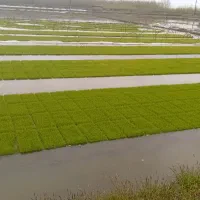 بانک نشا علیپور