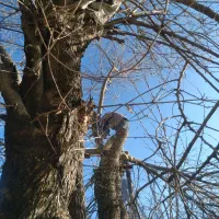 خدمات بهترین خریدار درخت مجاز