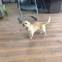 فروش سگ نژاد تریر