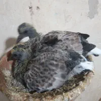 کود کبوتر
