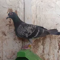 کفت مسافتی سرعت