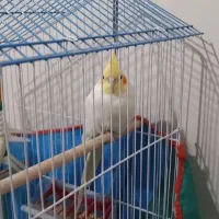 عروس هلندی لوتینو خارجی