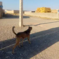 سگ یک سال نیم نترس|سگ|رادکان, |دیوار