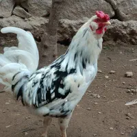 دو عدد خروس گلین لری جوان