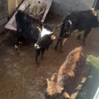 فروش ۴تا گوساله نر ۱۰ماهه
