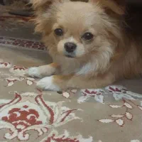 پامر نر فراری