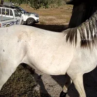 اسب مادیان|اسب و تجهیزات اسب‌سواری|ورامین, ورامین|دیوار