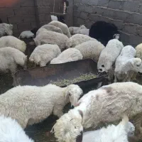 ۲۰عدد بره نرماده جهت معاوضه با میش ابست