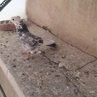 کفتر نر عتیقه