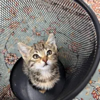 واگذاری گربه DSH ماده رایگان