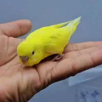 جوجه مرغ عشق دستی هلندی