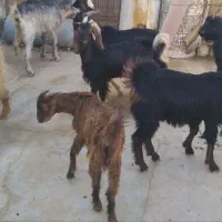 فروش حیوان|حیوانات مزرعه|بوشکان, |دیوار